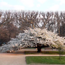 Prunus serrulata 'Shirotae' (Japanese Cherry) as a spreading tree.