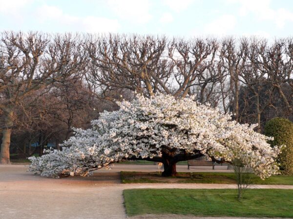 <i>Prunus serrulata</i> 'Shirotae' - Image 13