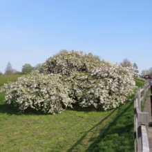 Prunus serrulata 'Shirotae' (Japanese Cherry) in late Spring.