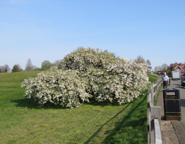 <i>Prunus serrulata</i> 'Shirotae' - Image 14