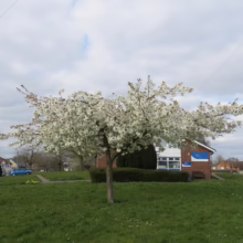 Prunus serrulata 'Shirotae' (Japanese Cherry) in Spring.
