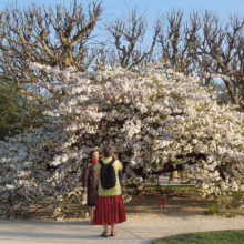 Prunus serrulata 'Shirotae' (Japanese Cherry) flowering.
