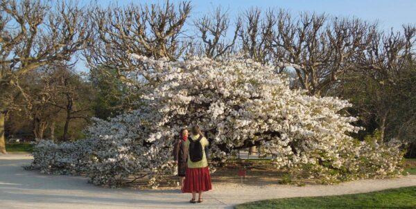 <i>Prunus serrulata</i> 'Shirotae' - Image 16