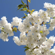 Prunus serrulata 'Shirotae' (Japanese Cherry) flowering branch.