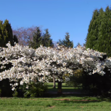 Prunus serrulata 'Shirotae' (Japanese Cherry) flowering.