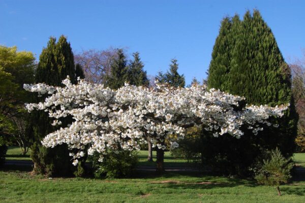 <i>Prunus serrulata</i> 'Shirotae' - Image 18