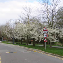 Prunus serrulata 'Shirotae' (Japanese Cherry) in Spring down street.