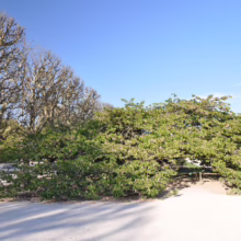 Prunus serrulata 'Shirotae' (Japanese Cherry) in Summer