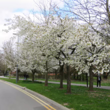 Prunus serrulata 'Shirotae' (Japanese Cherry) flowering down a street.