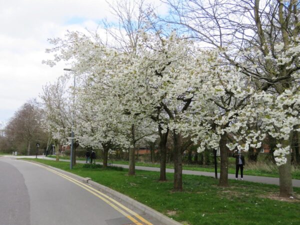 <i>Prunus serrulata</i> 'Shirotae' - Image 3