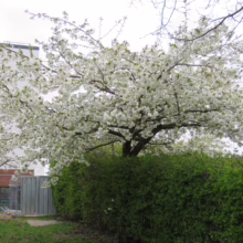 Prunus serrulata 'Shirotae' (Japanese Cherry) flowering.