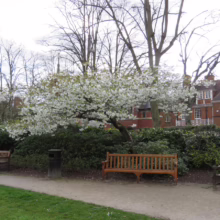 Prunus serrulata 'Shirotae' (Japanese Cherry) by a park bench.