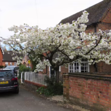 Prunus serrulata 'Shirotae' (Japanese Cherry) in Spring in home garden.