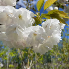 Prunus serrulata 'Shirotae' (Japanese Cherry) flowers.