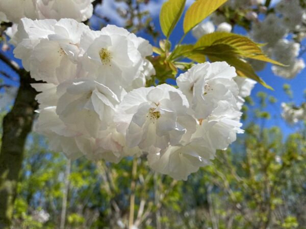 <i>Prunus serrulata</i> 'Shirotae' - Image 7