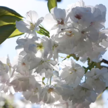 Prunus serrulata 'Shirotae' (Japanese Cherry) flowers.
