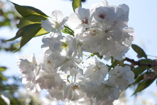 <i>Prunus serrulata</i> 'Shirotae' - Image 8