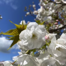 Prunus serrulata 'Shirotae' (Japanese Cherry) flowers.