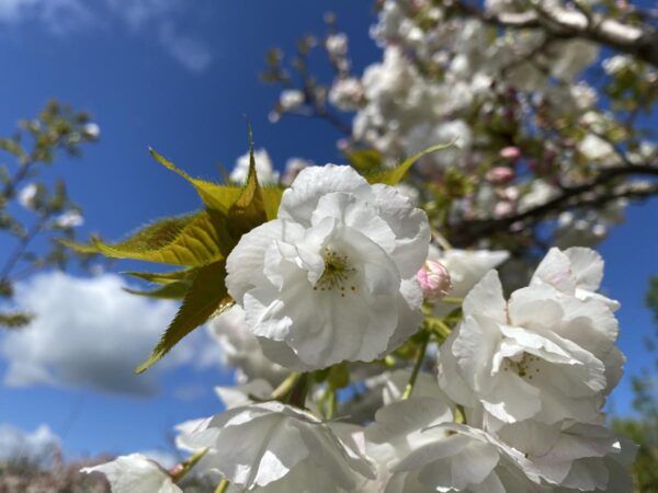 <i>Prunus serrulata</i> 'Shirotae' - Image 9