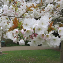 Close-up of white cherry blossoms in full bloom on a tree branch, with copper-colored leaves, set in a park with a birch tree and green lawn in the background.