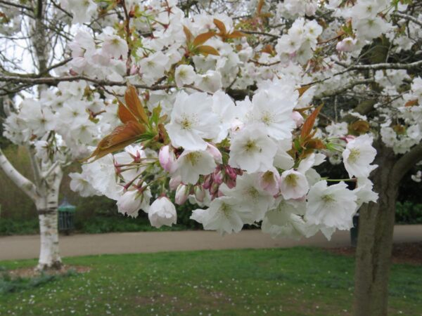 <i>Prunus serrulata</i> 'Tai-haku' - Image 10