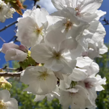 Close-up of white cherry blossoms against a bright blue sky. Delicate petals and yellow centers create a fresh, spring aesthetic.