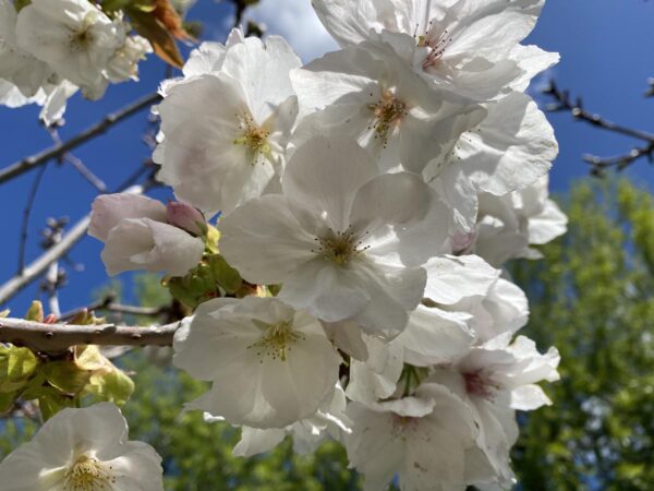 <i>Prunus serrulata</i> 'Tai-haku' - Image 11