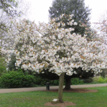 White cherry blossom tree in full bloom on a spring day in a park. Green grass and other trees create a serene backdrop.