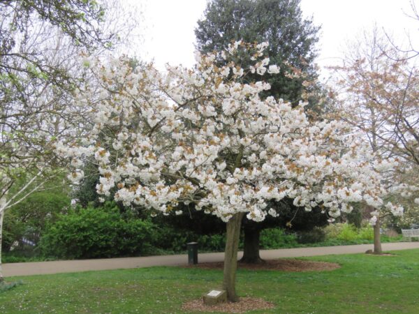 <i>Prunus serrulata</i> 'Tai-haku' - Image 12