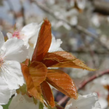 Prunus serrulata 'Tai-haku' (Japanese Cherry) new foliage.