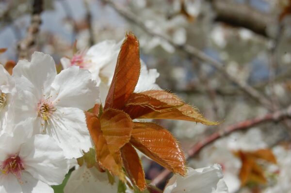 <i>Prunus serrulata</i> 'Tai-haku' - Image 13