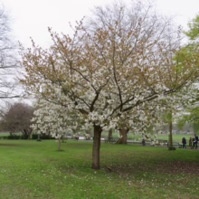 Blossoming tree in a park setting, with white flowers covering its branches. Green grass and other trees provide a lush background in this springtime scene.