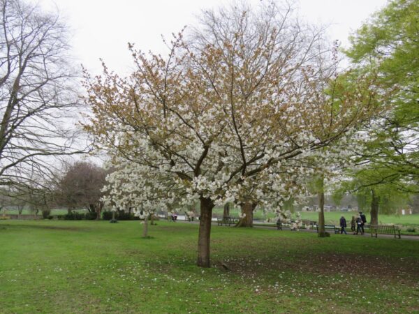 <i>Prunus serrulata</i> 'Tai-haku' - Image 14