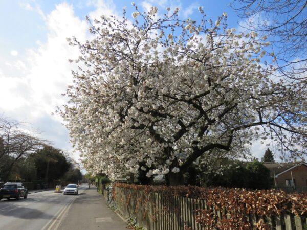 <i>Prunus serrulata</i> 'Tai-haku' - Image 15