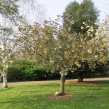 A flowering cherry tree with white blossoms stands on a green lawn in a park. A birch tree is on the left, and a larger green tree is behind the cherry tree. A path winds through the park.
