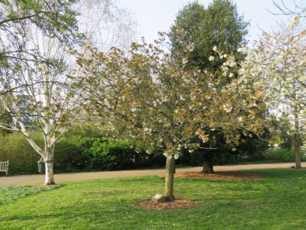 <i>Prunus serrulata</i> 'Tai-haku' - Image 16