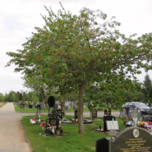 Prunus serrulata 'Tai-haku' (Japanese Cherry) in summer form.