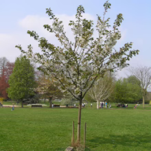 Young flowering cherry tree in a park setting. Delicate white blossoms cover the branches against a backdrop of green grass and other trees in the distance.