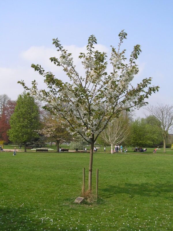 <i>Prunus serrulata</i> 'Tai-haku' - Image 18