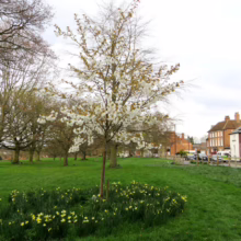 Blossoming tree in a green park surrounded by daffodils. The tree's white flowers contrast with the lush grass and distant brick buildings, creating a serene spring scene.