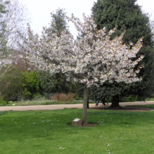 Prunus serrulata 'Tai-haku' (Japanese Cherry) spring form.