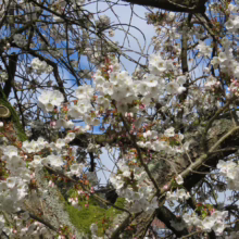 Prunus serrulata 'Tai-haku' (Japanese Cherry) blooms.