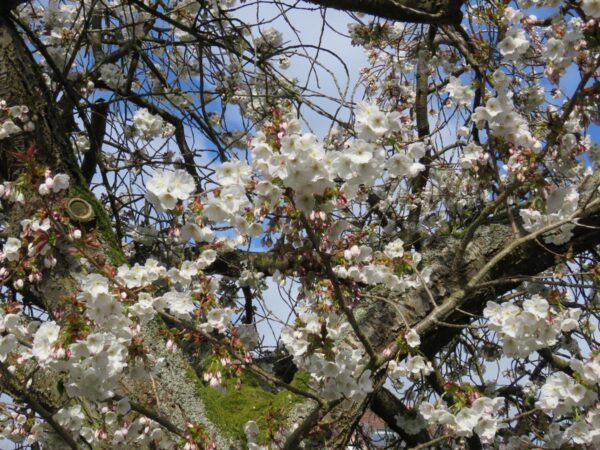 <i>Prunus serrulata</i> 'Tai-haku' - Image 4