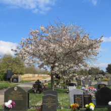 Prunus serrulata 'Tai-haku' (Japanese Cherry) in a cemetry.