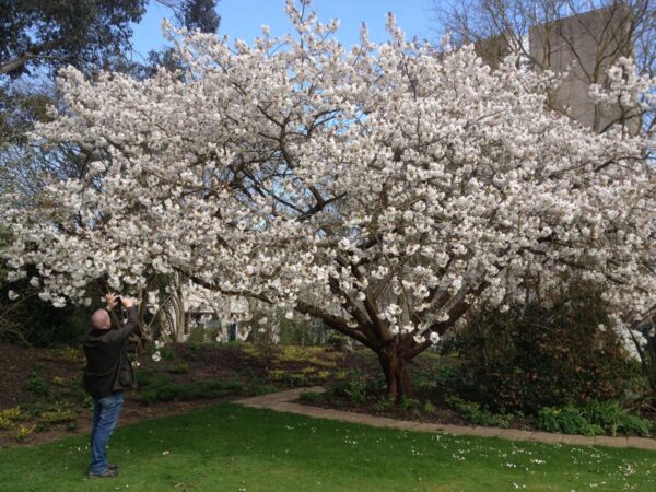 <i>Prunus serrulata</i> 'Tai-haku' - Image 6