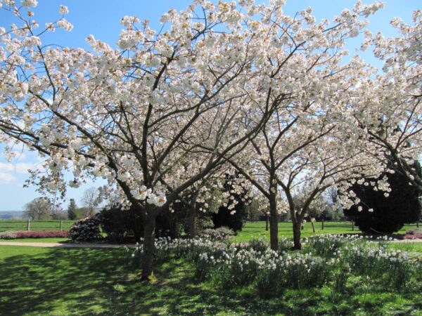 <i>Prunus serrulata</i> 'Tai-haku'