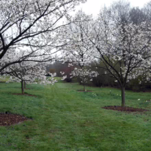 Blossoming trees line a green field, their white flowers contrasting with the dark trunks. A path cuts through the grass, leading toward a distant line of trees under an overcast sky.