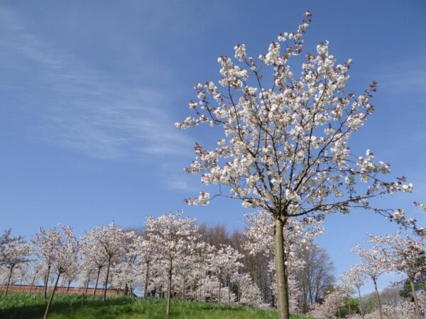 <i>Prunus serrulata</i> 'Tai-haku' - Image 8