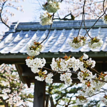 Prunus serrulata 'Tai-haku' (Japanese Cherry) flowers.