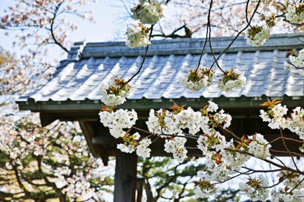 <i>Prunus serrulata</i> 'Tai-haku' - Image 9